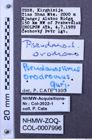 Etiketten zu Pseudanostirus orodromus (NHMW-ZOO-COL-0007996)